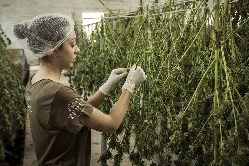 Pixabay/Terre Di Cannabis: Testing Cannabis and Hemp for Pesticides and Herbicides