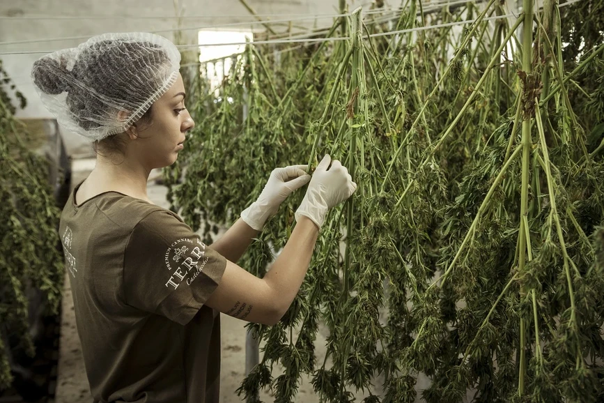 Pixabay/Terre Di Cannabis: Zaměstnanec sušící sklizené konopí