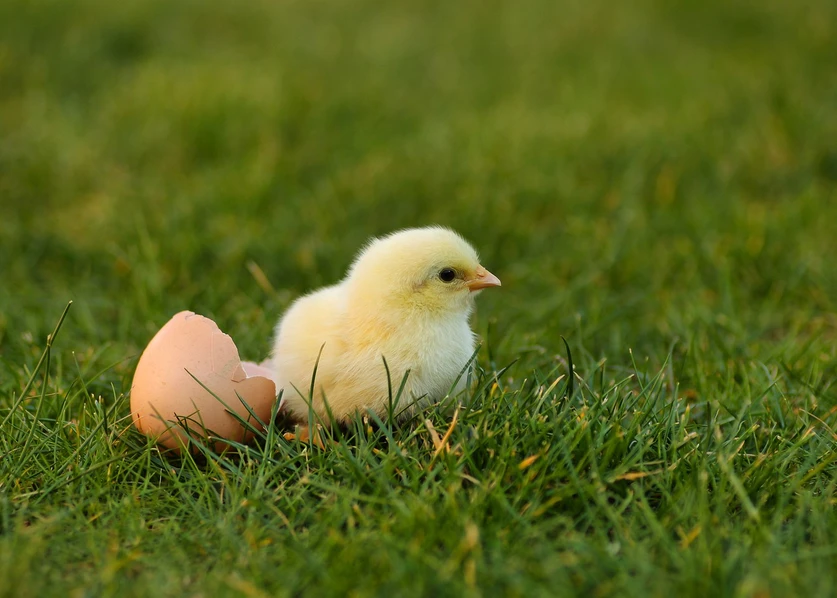 Pixabay/Lolame: Solving an age-old issue in the poultry industry