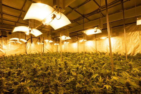 Identifikace terpenů rostlin rodu cannabis v ovzduší