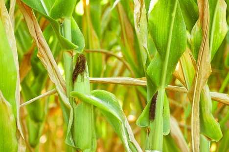 Usnadněte povolování GMO v Evropě, žádají čeští vědci