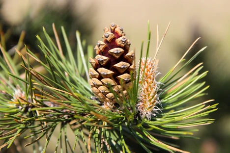 Sledování imisí prostřednictvím Aktivního biomonitoringu