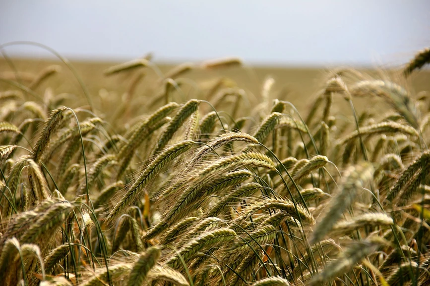 Pixabay/AnnaER: Advances in gas chromatography for challenging separations in environmental and food industries
