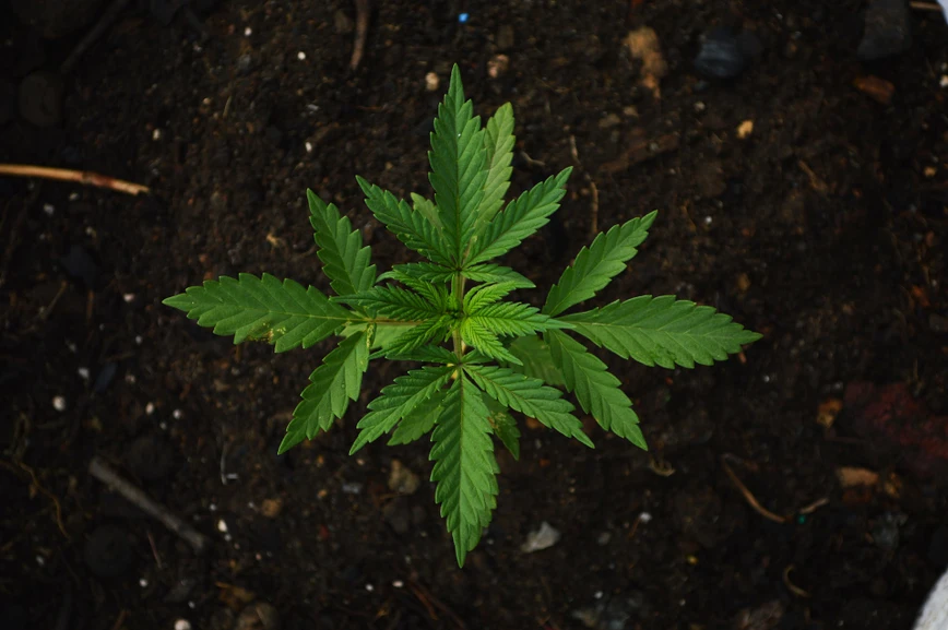 Pixabay/GAD-BM: Analysis of Terpenes in Cannabis via Gas Chromatography