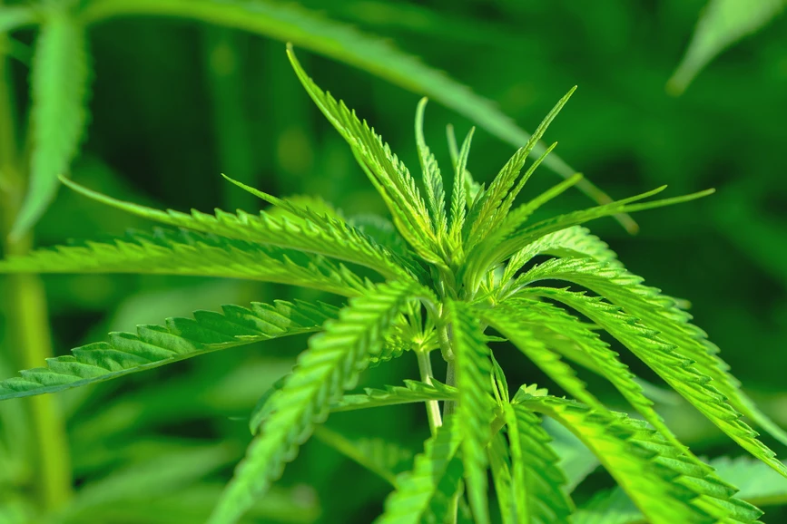 Pixabay/NickyPe: Improved profiling of cannabis terpenes for accurate product labelling