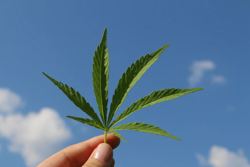 Pixabay/TinaKru :Shimadzu Cannabis Analysis Series - Sample Prep/Purification Strategies