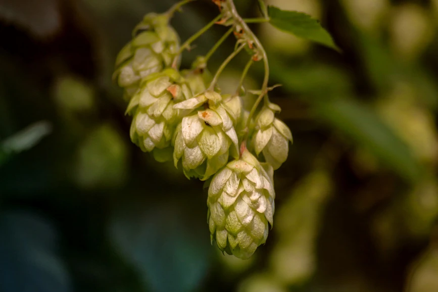 <p>Pixabay/klickblick: Chmel – bohatý zdroj antioxidantů. Metody k posouzení antioxidační aktivity chmelové matrice.</p>
