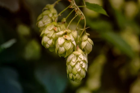Chmel – bohatý zdroj antioxidantů. Metody k posouzení antioxidační aktivity chmelové matrice