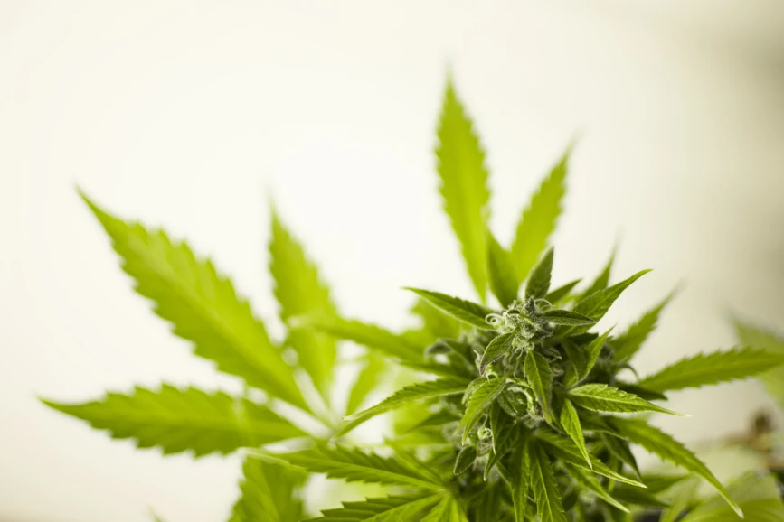 Pixabay/M. Maggs: Restek’s Workflows and Products for the Cannabis Market