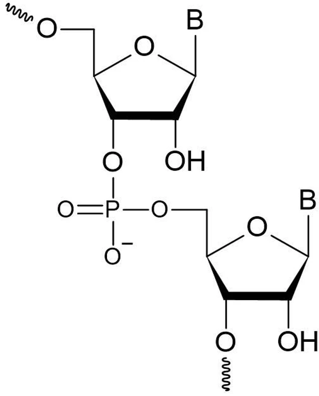 Phenomenex: Oligonucleotide