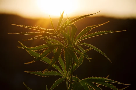 The next step in cannabis potency testing: Analyzing cannabinoids by LC/MS