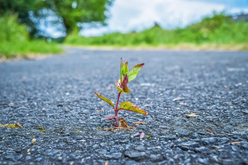 <p>Pixabay: Michael Gaida</p>