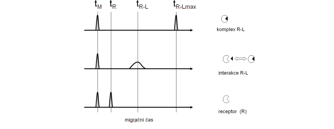 2 THETA: Obr. Vliv interakce receptor-ligand na migrační čas receptoru a vzniklého komplexu