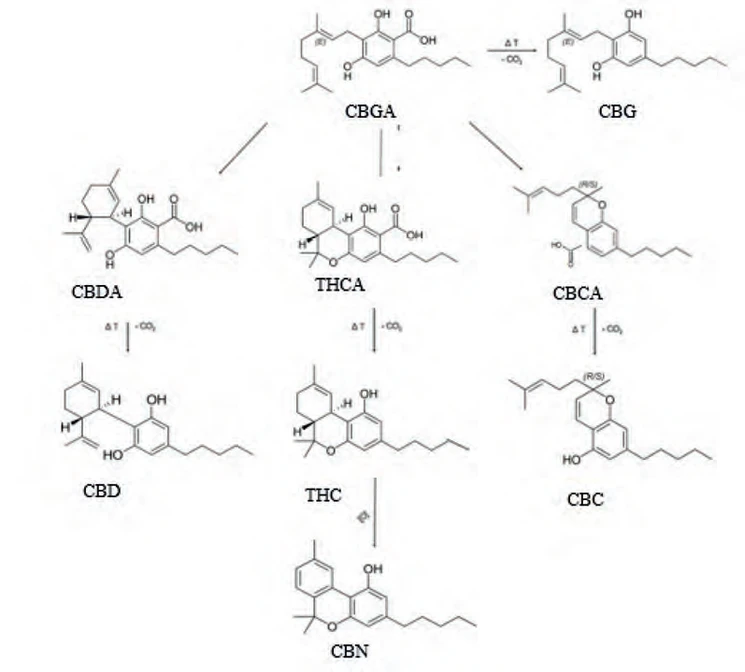 PČR: Obr. 5 – Biosyntéza kanabinoidů a hlavní rozkladné produkty THC (8)