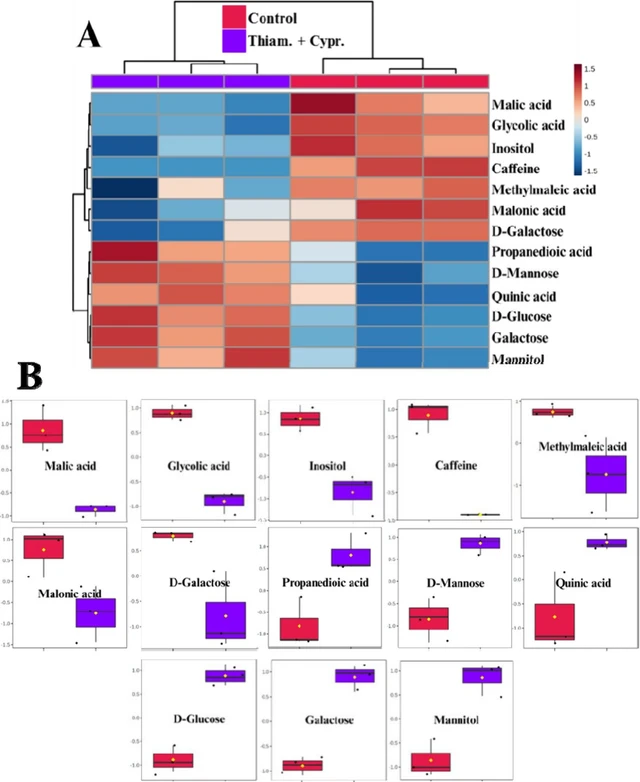 ACS Agric. Sci. Technol. 2025, 5, 11, 2152–2165: Figure 1. (A) Hierarchical clustering heatmap displaying the distribution of metabolites in coffee seedling samples treated with thiamethoxam + cyproconazole at 300 + 300 g a.i. ha–1 (purple, three columns on the left) and control (red, three columns on the right). (B) Comparative graphs showing the intensity of significantly different compounds between the two treatments. (Control = left bar; Thiam + Cypr. = right bar).