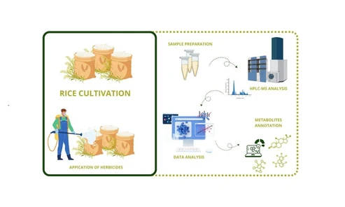 Metabolomic Changes in Rice (Oryza sativa L.) Subjected to Herbicide Application through HPLC-HRMS and Chemometrics Approaches