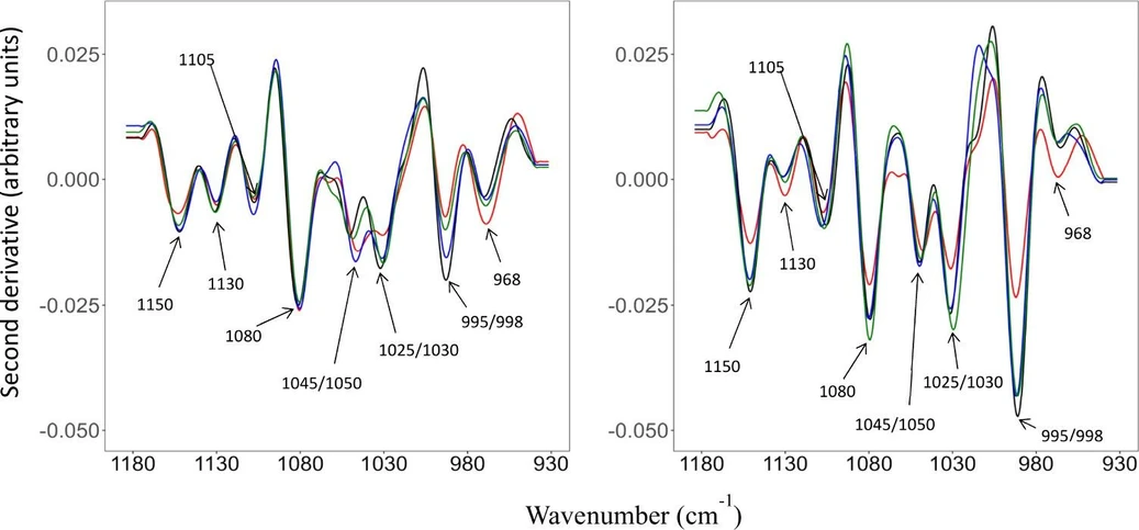 ACS Food Sci. Technol. 2025, 5, 4, 1625–1631: Figure 3. Second derivative plot of the FTIR spectra in the range 1200–930 cm–1 at 0 (left) and 120 h (right) for S. cerevisiae EC 1118 (black), CH (red), FR-B (blue), and S. bayanus Q20 (green).