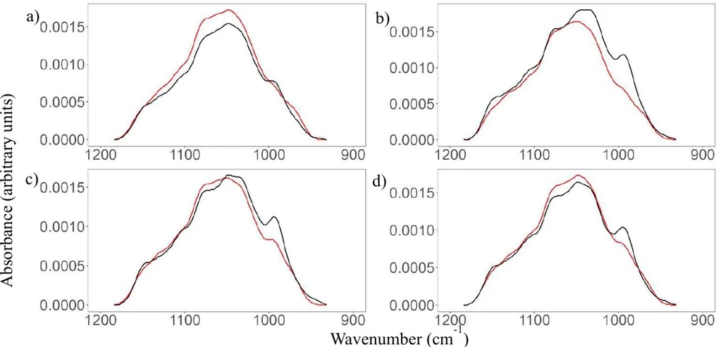 ACS Food Sci. Technol. 2025, 5, 4, 1625–1631: Figure 4. Area normalized average absorption spectra after baseline correction in the restricted range 1200–930 cm–1 at day 0 (red) and day 5 (black) for S. cerevisiae CH (a), S. bayanus Q20 (b), S. cerevisiae EC 1118 (c), and S. cerevisiae FR-B (d).