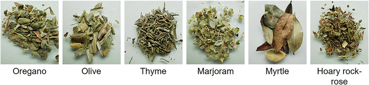 ACS Food Sci. Technol. (2026): Figure 9. Photograph of the sample material: Oregano (O. vulgare ssp. hirtum), olive (O. europaea L.), thyme (Thymus vulgaris L.), marjoram (O. majorana L.), myrtle (M. communis L.), hoary rock-rose (C. incanus L.).