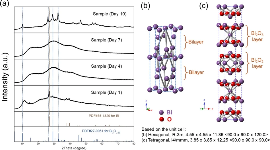 <p>ACS Mater. Au 2025: Figure 2. Structural evolution for the mechanochemical-aging synthesis process. (a) XRD spectra of samples collected on Day 1 (freshly made) and Days 4, 7, and 10 with the standard PDF reference cards for metallic Bi and nonstoichiometric Bi2O2.33. Schematic presentation of the crystal structures of (b) metallic Bi and (c) nonstoichiometric Bi<sub>2</sub>O<sub>2.33</sub></p>
