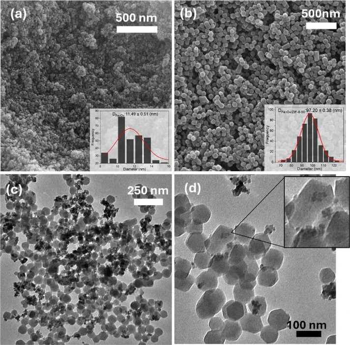ACS Omega 2025, 10, 27, 29463–29475: Figure 3. Micrographs of (a) Fe3O4 and (b) Fe3O4/ZIF-8-90 obtained by scanning electron microscopy (SEM). Images (c) and (d) correspond to transmission electron microscopy (TEM) of the Fe3O4ZIF-8-90 system, evidencing the presence of Fe3O4 nanoparticles inside and on the surface of the ZIF-8-90 crystals.