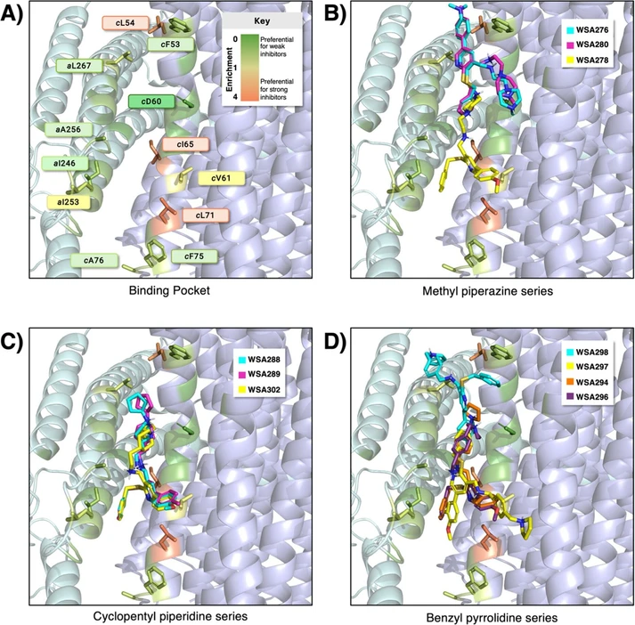 ACS Omega 2025, 10, 39, 45823–45839: Figure 3. (A) The putative binding site in the ac interface of A. baumannii ATP synthase (PDB ID: 7P2Y) is shown at the interface of subunit a (left, pale cyan) and the c-ring (right, light blue). Residues in the binding pocket are colored by enrichment score, defined here as frequency of binding to strong inhibitors divided by frequency of binding to weak inhibitors, where strong inhibitors are those with IC50 < 500 ng/mL and weak inhibitors are those with IC50 > 5000 ng/mL. The residues shown as sticks are those with enrichment >1 (i.e., frequent interaction with strong inhibitors) and cAsp60 (a key salt-bridge forming residue). (B) Computed binding poses of compounds WSA 276 (cyan), WSA 278 (yellow), and WSA 280 (magenta) in the methyl piperazine series with 4-dimethylamino, 4-methoxyphenyl, and 4-methylphenyl western fronts. (C) Computed binding poses of compounds WSA 288 (cyan), WSA 289 (magenta), and WSA 302 (yellow) in the cyclopentyl piperidine series with 4-methoxyphenyl, 4-methylphenyl, and phenyl western fronts, respectively. (D) Computed binding poses of compounds WSA 297 (yellow), WSA 298 (cyan), WSA294 (orange), and WSA296 (purple) of the benzyl pyrrolidine series, with 2,4-fluoromethoxyphenyl, 4-fluorphenyl, 4-phenyl, and 4-methoxyphenyl C4 substituents respectively.