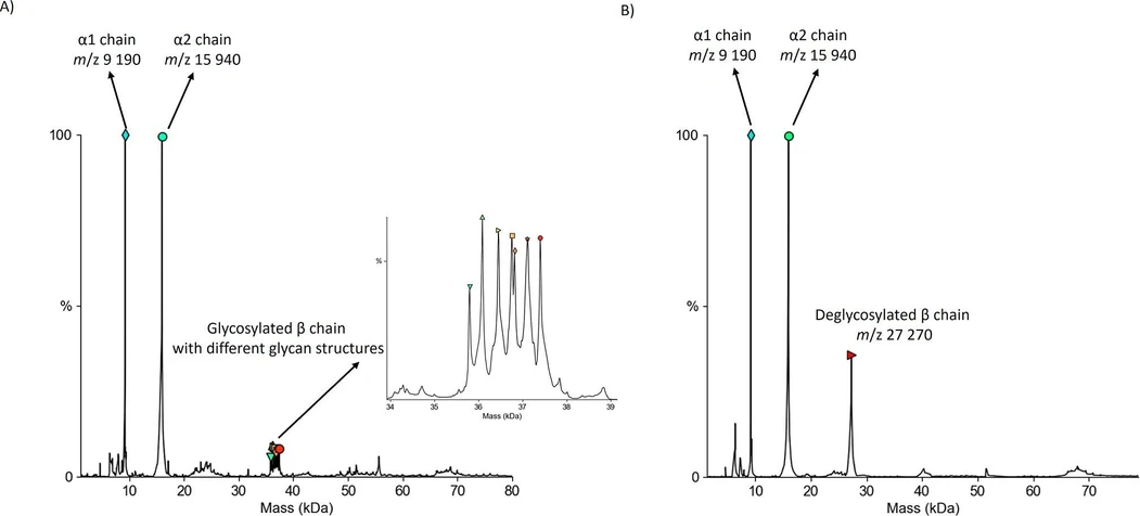 ACS Omega 2026, 11, 17, 25724–25729: Figure 2. (A) Mass spectrum of human Hp without the PNGase Rc IMER implemented in the system. The base peak signals of the spectrum correspond to both α1 and α2 chains. The signal of the β chain is spread across its different glycoforms. (B) Mass spectrum of human Hp with the PNGase Rc IMER implemented in the system. The signal of the deglycosylated β chain is higher compared to its glycosylated form and observed only at m/z 27,270. This indicates complete removal of glycans from the Hp β chain.