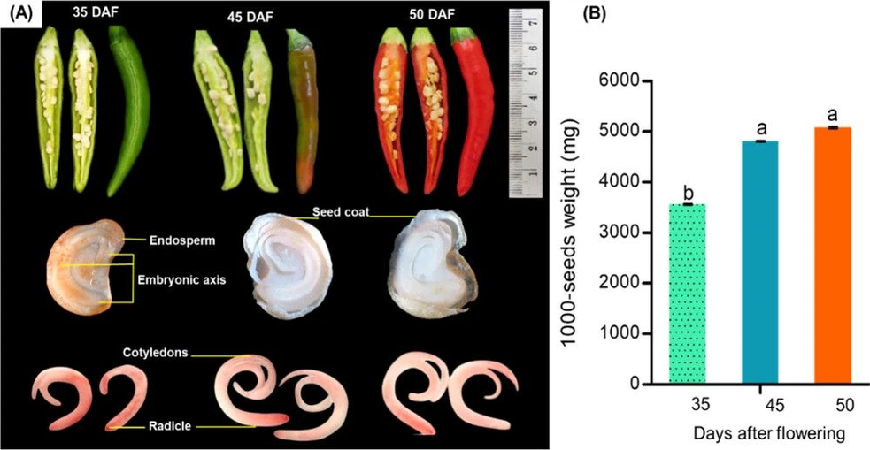 ACS Omega 2026, 11, 1, 562–571: Figure 1. Appearance of “Hua Rue” chili fruits and the interior seed structure, including seed coat, endosperm, and embryonic axis (A), and the 1000-seed weight (B) as extracted from the harvested fruits at 35, 45, and 50 days after flowering (DAF). Values are means ± SD (n = 4). Different letters (a, b) denote significant differences among treatments according to Tukey’s HSD Test (P < 0.05).