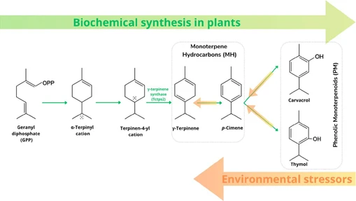 Can Temperature and UV Exposure Alter the Antimicrobial Properties of the Essential Oils? An Investigation of Origanum vulgare, Cymbopogon citratus, Syzygium aromaticum, and Lippia sidoides