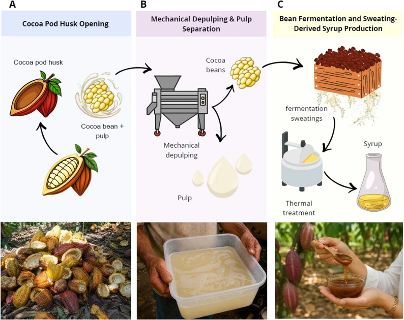 ACS Omega (2026) 11 (40): 61241–61255: Figure 1. Industrial generation of on-farm cocoa byproducts during fine-flavor cocoa processing. (A) Cocoa pod husk generated during fruit opening, including the intact pod, mechanical opening, and the resulting chipped husk. (B) Cocoa pulp juice deliberately recovered prior to fermentation through mechanical depulping, corresponding to the liquid fraction of the mucilage. (C) Cocoa syrup obtained from fermentation sweatings, including fermentation in wooden boxes, collection of exudates, and subsequent thermal treatment to stabilize the product. The three photographic-style images shown at the bottom of panels A–C were generated using artificial intelligence and are included for illustrative purposes only.