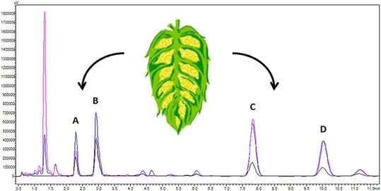 Hop (Humulus lupulus L.) Phytochemical Profiles as a Function of Growth Region by HPLC and GC-MS Analysis