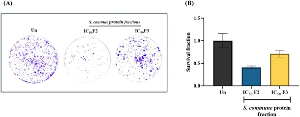Chemical and Proteomic Characterization of Bioactive Protein-Enriched Fraction from Schizophyllum commune with Anticancer Activity in HeLa Cells