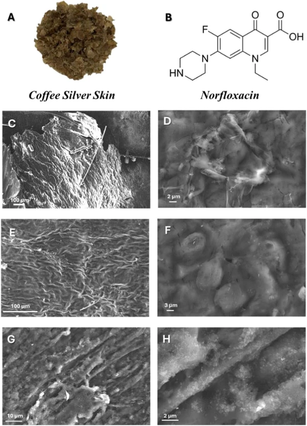 ACS Phys. Chem Au 2025, 5, 4, 375–386: Figure 2. Camera picture of water-washed CSS (A), Norfloxacin molecular structure (B), and SEM images of raw CSS (C, D), water-washed CSS at different magnification ratios (E, F), and recycled CSS at different magnification ratios (G, H).