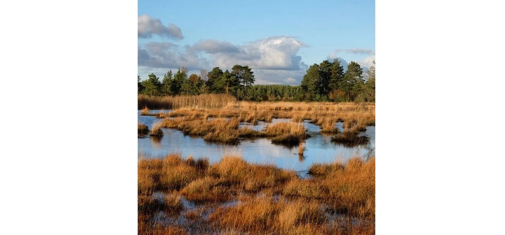 ALS Czech republic: Resolving False Positive Detections of Petroleum Hydrocarbons Originating from Natural Organics: Figure 1: Peatland.