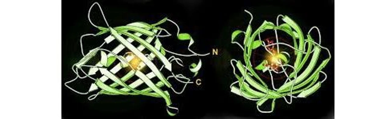 Altium International: Obrázek 1. Schématické zobrazení zeleného fluorescenčního proteinu. Červeně je zobrazen tripeptidový fluorofor