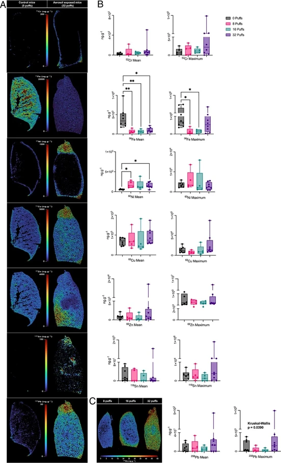Anal Bioanal Chem 418, 3821–3835 (2026): Fig. 2: Elemental distribution and quantification of metal accumulation in murine lungs following e-cigarette aerosol exposure. A LA-ICP-MS elemental distribution maps of targeted metals in murine lung tissue after a 4-day exposure protocol. Control lung sections (0 puffs) and aerosol-exposed sections (32 puffs) show spatial distribution and relative concentrations (ng g⁻1) of Cr, Fe, Ni, Cu, Zn, Sn, and Pb. Notable accumulation is observed in exposed tissues, indicating aerosol-associated metal deposition. B Quantitative analysis of lung tissue concentrations of Cr, Fe, Ni, Cu, Zn, Sn, and Pb across exposure groups (0, 8, 16, and 32 puffs). Fe levels significantly increased in both mean (p = 0.0009) and maximum (p = 0.005) concentrations. Ni showed a significant rise in mean concentration (p = 0.0055), while a significant effect of aerosol exposure on maximum Pb concentrations was observed (p = 0.0390). Box plots show the full data range (minimum to maximum), with individual data points overlaid. Asterisks indicate statistically significant differences from post hoc testing: *p < 0.05, **p ≤ 0.0055. C Representative elemental bioimaging of Pb accumulation in murine lungs following exposure to 8, 16, and 32 puffs administered twice daily over 4 days