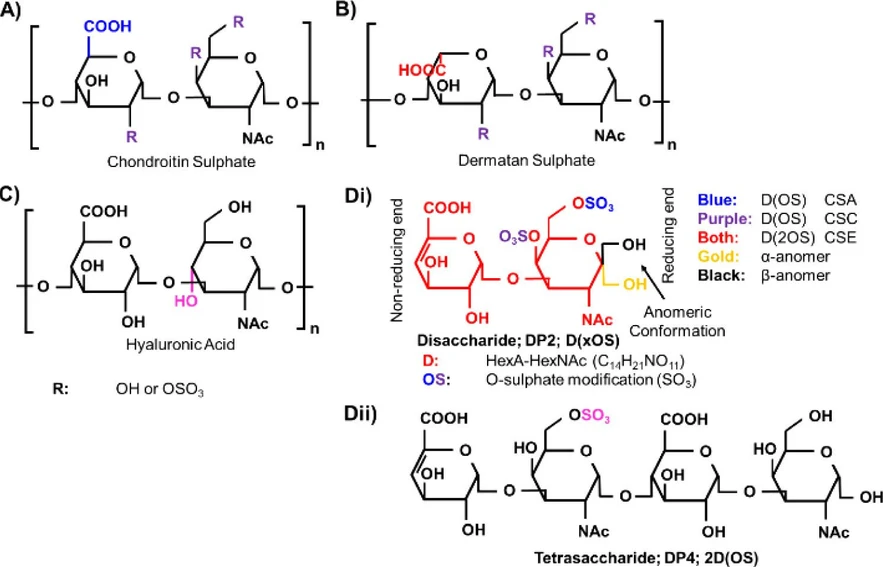 Anal. Chem. 2024, 96, 45, 17969–17977: Figure 1. Chondroitin, dermatan, and hyaluronan structures. A) CS (GlcA-GalNAc; Glcuronic acid-Galactosamine) structure. B) DS (IdoA-GalNAc; iduronic acid) structure. C) HA (GlcA-GlcNAc; glucosamine) structure. D) Examples of the structures and their corresponding ion nomenclature. i) examples of disaccharides (D(xOS)). For D(xOS), D indicates a single disaccharide of mass C14H21NO11 (red and gold or black), while a single OS indicates the addition of an SO3 by mass (blue or purple). A chondroitin disaccharide containing only one sulfate at C-4 of GlcNAc (purple) is a CSA disaccharide and at C-6 of GalNAc (blue) is a CSC disaccharide, and that containing two at both C-4 and C-6 is a CSE disaccharide. Other CS disaccharides exist. The reducing end forms an equilibrium of different anomers in solution: α- (gold), β- (black), and open chain (not shown here); ii) example of a singly sulfated tetrasaccharide: 2D(OS).