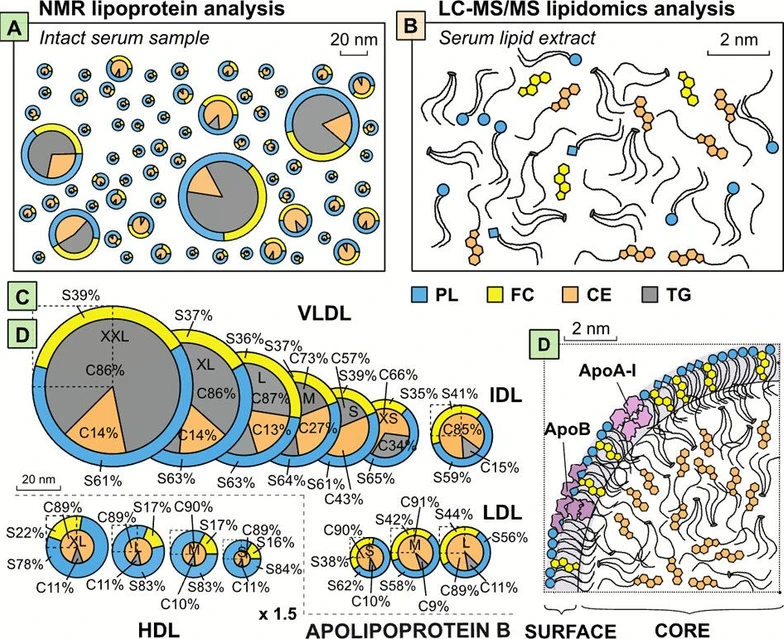 Anal. Chem. 2024, 96, 52, 20362-20370: Figure 1. Schematic illustration of the methodological differences and analytical characteristics between 1H NMR and LC-MS/MS lipidomics and their molecular views into serum lipids. (A) The lipoprotein analysis with NMR is performed directly from the intact serum sample. (B) For the LC-MS/MS analysis all the lipids need to be extracted to a homogeneous lipid-soluble mixture. This allows LC-MS/MS to reach detailed molecular quantification, however, as a total serum concentration without any information on the originating lipoproteins. (C,D) The NMR analysis gives molecular information on 14 lipoprotein subclasses with the abundant core and surface lipids quantified. The percentages depict the compositional variation of these lipids in different lipoprotein particles.