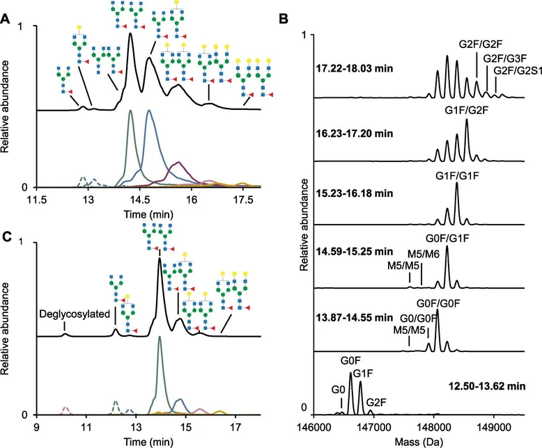 Anal. Chem. 2025, 97, 25, 13569–13576: Figure 2. (A) BPC with EIC traces of separated glycoforms of trastuzumab, (B) Deconvoluted spectra of trastuzumab at different elution times, expressed in min, as shown in each panel, (C) BPC with EIC traces of separated glycoforms of nivolumab. The EICs of single G0F, G1F, and deglycosylated peaks (dotted) are five times scaled. Details on the glycans and EIC traces are described in Tables S4 and S7. The glycoforms are illustrated according to ref (38). Isomeric structures such as G0F and G2F are also possible but not illustrated.