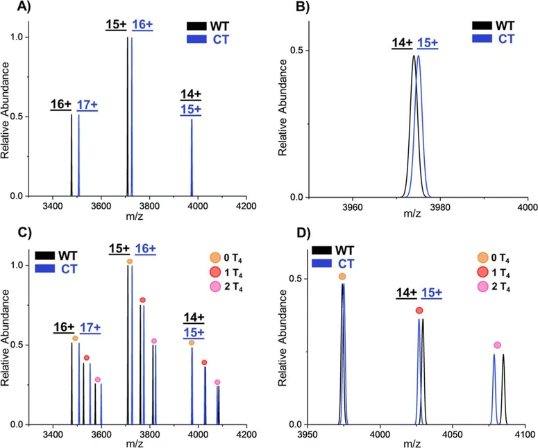 Anal. Chem. 2025, 97, 49, 27057–27063: Figure 1. (A) Theoretical mass spectra of WT-TTR and CT-TTR homotetramers. (B) Zoomed-in view of the 14+ WT-TTR and 15+ CT-TTR distributions to show the large overlap of the proteoforms. (C) Theoretical mass spectra of WT-TTR and CT-TTR homotetramers with thyroxine (T4) binding. (D) Zoomed-in view of the 14+ WT-TTR and 15+ CT-TTR distributions where the 0 and 1 T4 have overlapping distributions. These theoretical distributions do not contain any commonly adducted species (Na+, K+, Zn2+), which broaden the distributions and create more overlap even for the proteoforms in the range 3300–3900 m/z (see Figure S2).