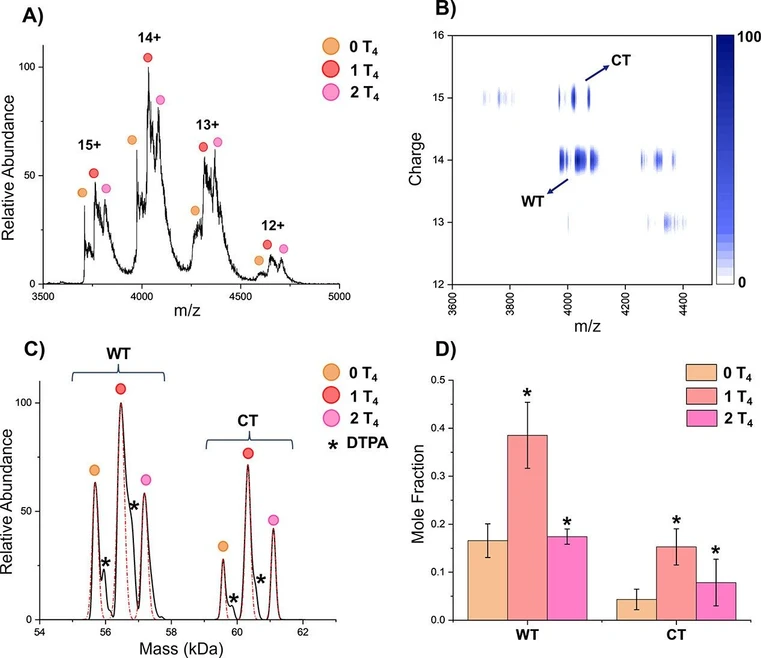 Anal. Chem. 2025, 97, 49, 27057–27063: Figure 3. (A) Mass spectra of WT-TTR and CT-TTR homotetramers with thyroxine binding. Ligand binding can be resolved, but homotetramers cannot be confidently identified. Charge states labeled are for WT; CT is always one charge state higher at the same m/z range. (B) DMT heatmap resolving WT-TTR and CT-TTR homotetramers with the additional measurement of charge. (C) Deconvoluted mass spectrum from DMT analysis. Both homotetramers and their ligand binding are resolved, and fit for analysis is shown in red. (D) Mole fraction of each homotetramer and their thyroxine binding species. Error bars represent the standard deviation of replicates (n = 3). The significance for each ligand state is in respect to the left adjacent state. *p < 0.05.