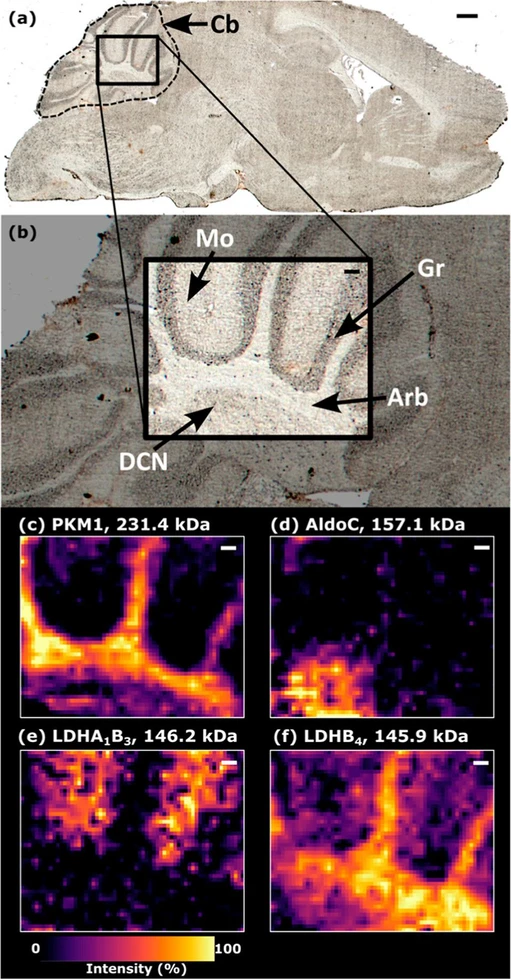 Anal. Chem. 2025, 97, 51, 28343–28352: Figure 2. MSI of mouse cerebellum. (a) Brightfield optical image of the mouse brain section in the sagittal plane. (b) Annotated zoom of the cerebellum showing the region imaged by nano-DESI MSI. Nano-DESI MS images for protein complexes in the cerebellum; (c) PKM1, 231.4 kDa, homotetramer (charge states 30+-26+); (d) aldolase C, 157.1 kDa, homotetramer (charge states 21+-19+); (e) LDHA1B3 heterotetramer, 146.2 kDa (charge states 21+-19+); and (f) LDHB, 145.9 kDa (charge states 21+-18+), homotetramer. Annotations: Mo: molecular layer, Gr: granular layer, Arb: arbor vitae white matter, and DCN: deep cerebellar nuclei. MSI pixel size: 46 × 50 μm. Scale bar (a) and 500 μm, (b–f) 100 μm. Mass image tolerance = deconvoluted MW ± 25 Da.