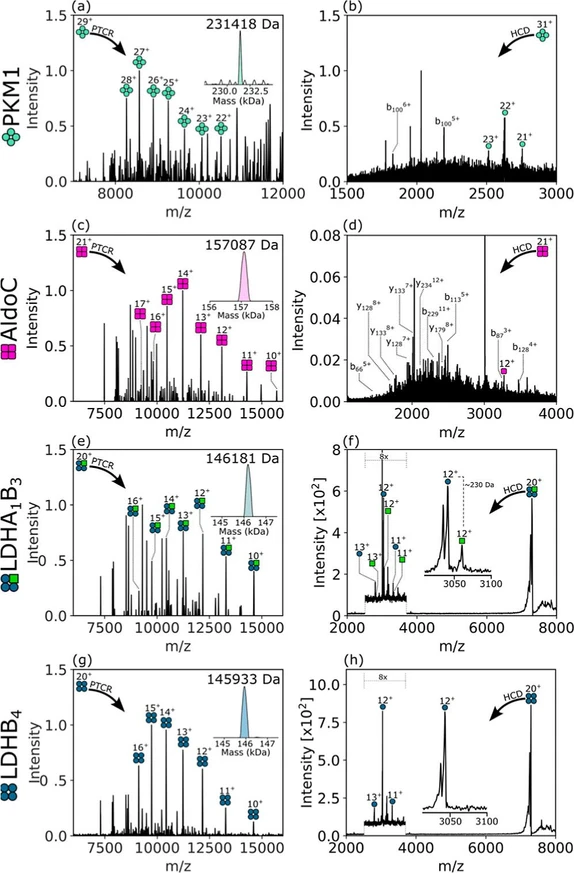Anal. Chem. 2025, 97, 51, 28343–28352: Figure 4. Nano-DESI MS2 spectra of protein complexes from brain images. (a) PTCR MS2 of PKM1 (m/z 798229+ ± 10, 2 ms), (b) HCD MS2 of PKM1 (m/z 747631+ ± 2.5, 138 V), (c) PTCR MS2 of AldoC (m/z 7479.621+ ± 2.5, 35 ms), (d) HCD MS2 of AldoC (m/z 748121+ ± 2.5, 142 V), (e) PTCR MS2 LDHA1B3 (m/z 730920+ ± 2.5, 35 ms), (f) HCD MS2 of LDHA1B3 (m/z 731020+ ± 2.5, 135 V), (g) PTCR MS2 of LDHB4 (m/z 729720+ ± 5, 40 ms), and (h) HCD MS2 of LDHB4 (m/z 729720+ ± 2.5, 135 V). Deconvolution result for each PTCR MS2 spectrum shown as an inset. PTCR reaction time (ms) and HCD voltage (V) for each experiment are in brackets.