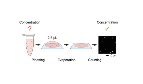Optical Microscopy and Deep Learning for Absolute Quantification of Nanoparticles on a Macroscopic Scale and Estimating Their Number Concentration