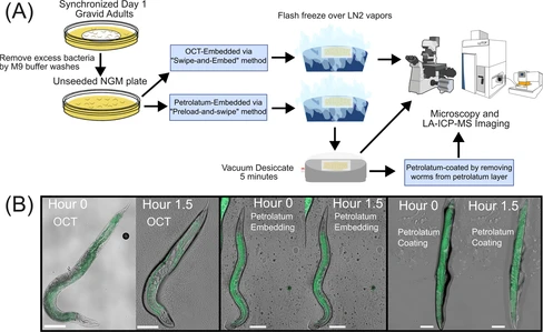 On-Slide Preparation of Caenorhabditis elegans toward Quantitative, High-Resolution LA-ICP-TOF Mass Spectrometry Imaging