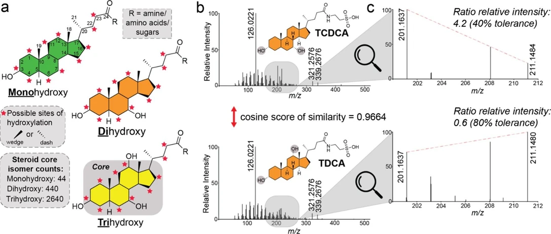 Anal. Chem. 2026, 98, 6, 4571–4584: Figure 1. MS/MS fragmentation of bile acid isomers. (a) Structure of bile acids highlighting mono-, di-, and trihydroxylated steroid cores, with experimentally observed potential hydroxylation sites on the steroid core indicated by red stars. (b) MS/MS fragmentation spectra of the regioisomers, taurochenodeoxycholic (TCDCA) acid and taurodeoxycholic acid (TDCA), illustrating a low-intensity mass region containing ions unique to each isomer. (c) Enlarged view of the MS/MS fragmentation spectra for taurochenodeoxycholic and taurodeoxycholic acids, emphasizing the ion pair used to calculate relative intensity ratios for differentiating these isomers.
