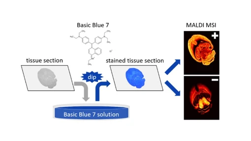 Staining Tissues with Basic Blue 7: A New Dual-Polarity Matrix for MALDI Mass Spectrometry Imaging