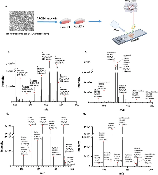 Anal. Chem. 2024, 96, 29, 11760-11770: Figure 1. (a) Schematic of sample preparation from wild-type (control) and ApoE4 KI H4 cells. OrbiSIMS spectra for the control H4 cell sample with putative assignments for (b) lipids (only one assignment labeled for each lipid ion in this figure), (c) amino acids and amino acid derivatives, (d) neurotransmitters and nucleic acids, and (e) carbohydrates, carboxylic acids, and other organic acids. Full assignment for (b): PE 38:4(CerP 43:5;O4/PC 35:4/PC O-35:5;O/PE O-38:5;O); PS 36:1(CerP 42:3;O6/PS O-36:2;O); PE 42:9(PC 39:9/PC O-39:10;O/PE O-42:10;O); PI 34:1(LPI 34:2;O/PI O-34:2;O); PI 36:2(PI O-36:3;O); PI 38:4(PI O-38:5;O); PI 38:2(PI O-38:3;O); PI 40:5(PI O-40:6;O).