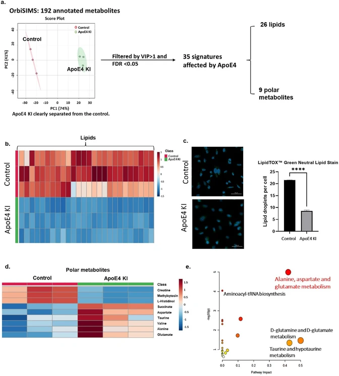 Anal. Chem. 2024, 96, 29, 11760-11770: Figure 2. (a) Score plot of PLS-DA of OrbiSIMS data, followed by the lipid classification and pathway analysis for 35 significant metabolites. (b) Heatmap of 26 lipid signatures between control and ApoE4 KI group. (c) Fluorescence image of LipidTOX Green Neutral Lipid Stain and relative intensity of this fluorescence. (d) Heatmap of 9 signatures between control and ApoE4 KI group. (e) Pathway analysis of 9 out of 35 signatures except for 26 lipids.