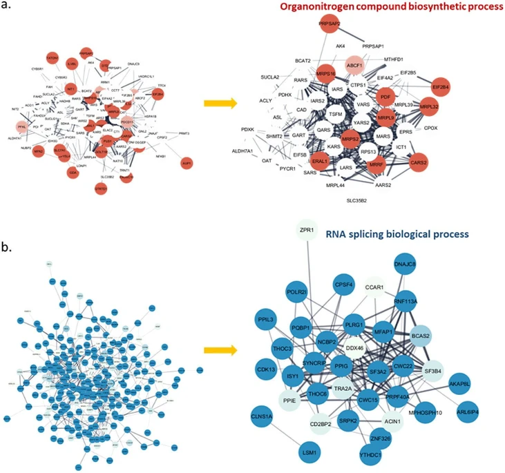 Anal. Chem. 2024, 96, 29, 11760-11770: Figure 4. Clustered protein association network of upregulated proteins (a) and downregulated proteins (b), along with the proteins involved in their corresponding Gene Ontology (GO) biological processes. Log ratios between the ApoE4-carried group and the control group for each protein were mapped to the nodes using a blue–white–red gradient. Full details of those proteins are listed in Tables S12 and S14.